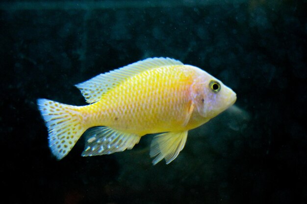 De beaux poissons dans l'aquarium