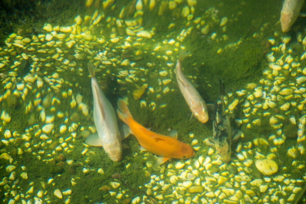 De beaux poissons dans l'aquarium