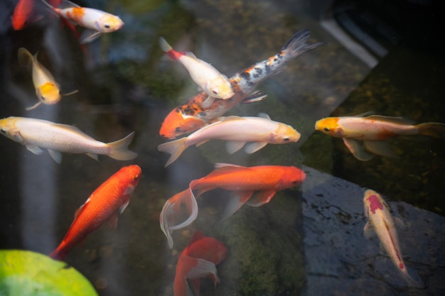 Beaux poissons décoratifs colorés dans le lac de l'étang