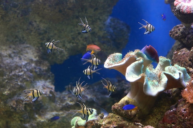 beaux poissons décoratifs lumineux dans l'aquarium