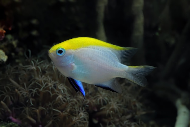 Beaux poissons sur les fonds marins et les récifs coralliens beauté sous-marine des poissons et des récifs coralliens