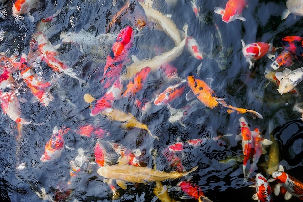 Beaux poissons koi dans l'étang