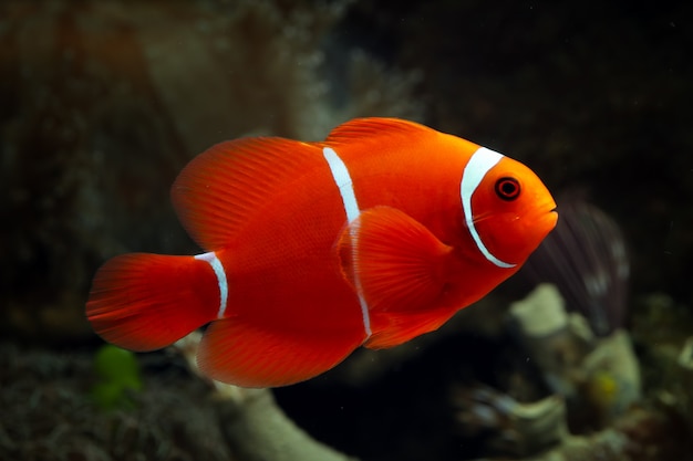 beaux poissons marins indonésie sur corail tropical