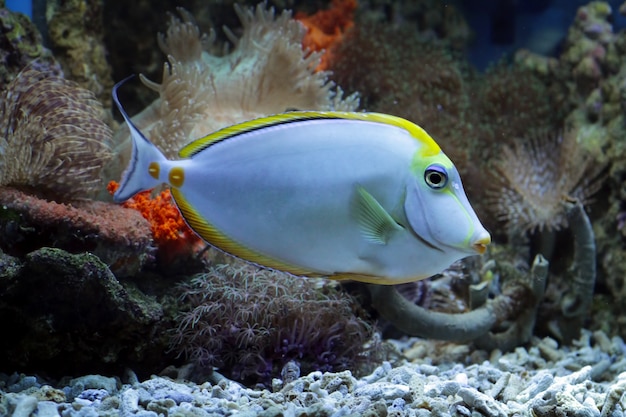 Beaux poissons marins sur les récifs coralliens