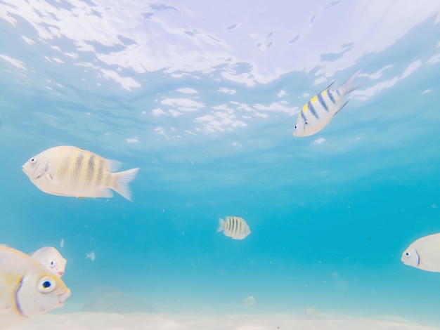 Beaux poissons tropicaux sur la plage de sable blanc