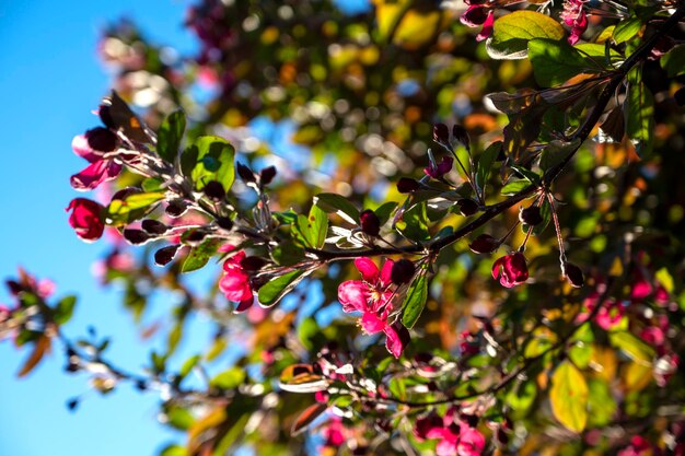 Beaux pommiers en fleurs Branches de pommiers au printemps Arrière-plan de la saison florale de Pâques