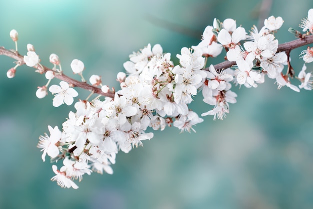 Beaux pommiers en fleurs dans le jardin de printemps. Fermer.