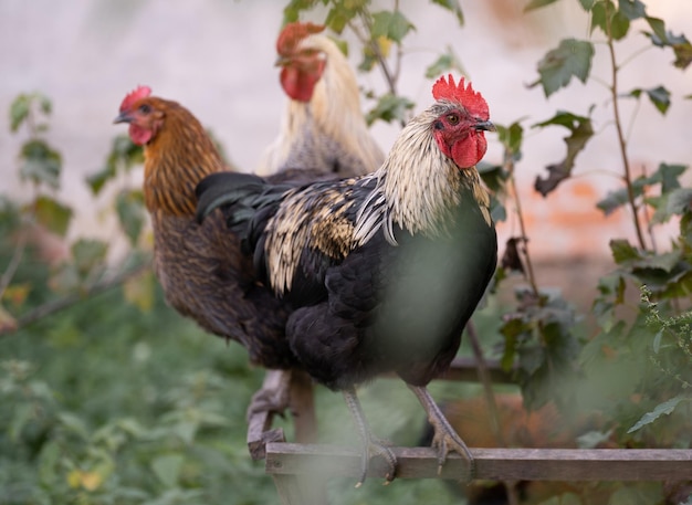 Beaux poulets et coqs à l'extérieur dans la cour