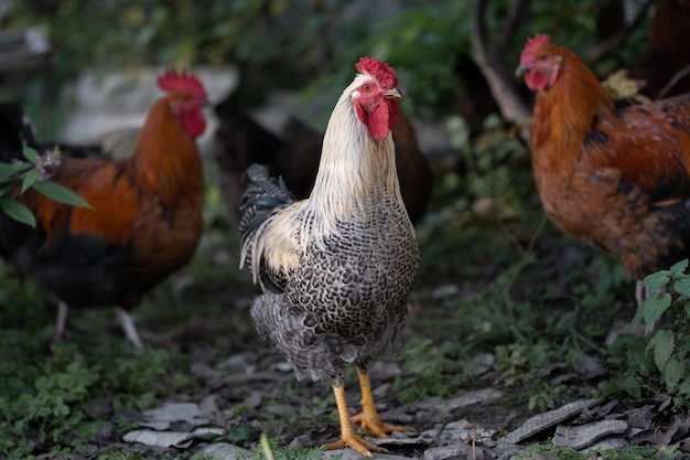 Beaux poulets et coqs à l'extérieur dans la cour