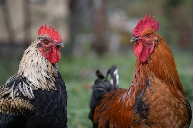 Beaux poulets et coqs à l'extérieur dans la cour