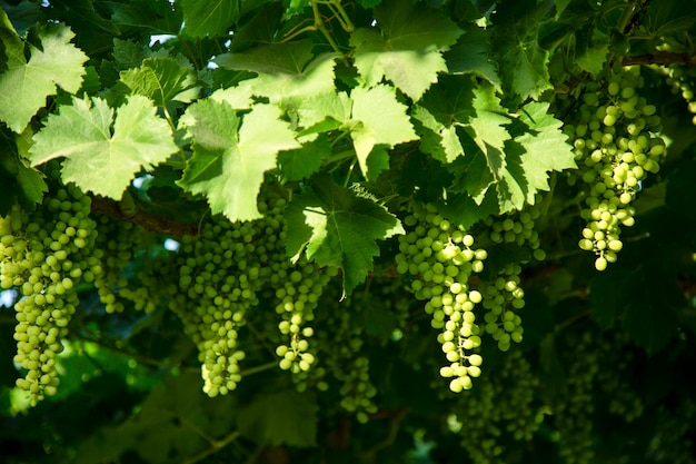 Beaux raisins verts d'ouzbékistan