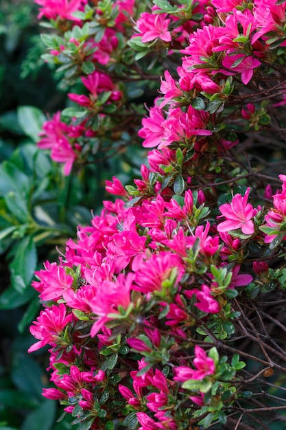 Beaux rhododendrons de couleurs différentes