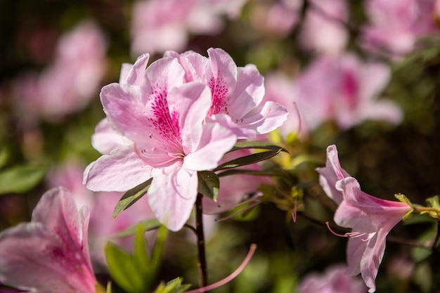beaux rhododendrons dans le parc