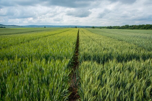 Photo beaux secteurs de plantations de céréales parcelles de démonstration variétés expérimentales de blé