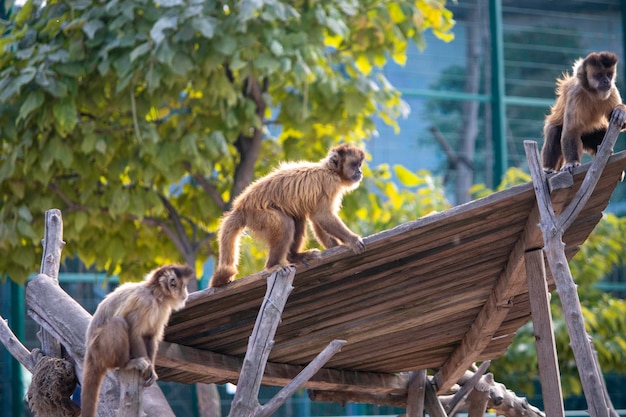 de beaux singes duveteux jouent sur leur terrain de jeu dans le zoo