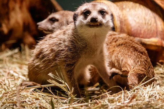 De beaux suricates sont joués