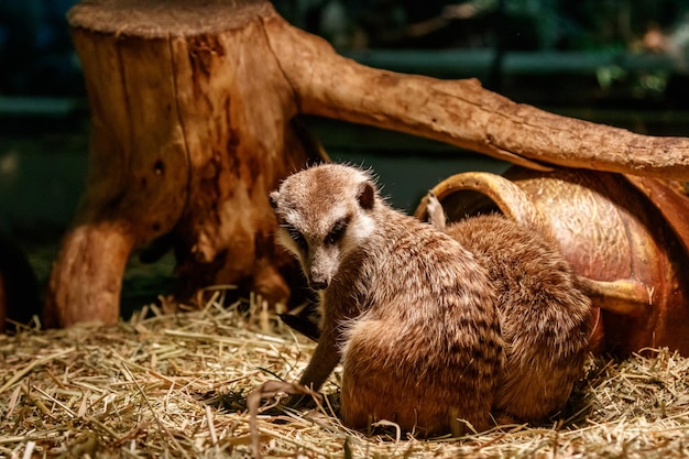 De beaux suricates sont joués