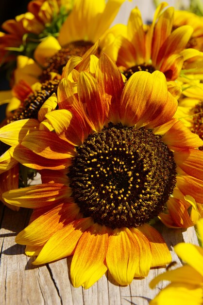 Beaux tournesols sur banc en bois à l'extérieur