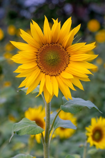 Beaux tournesols bouchent la vue portrait