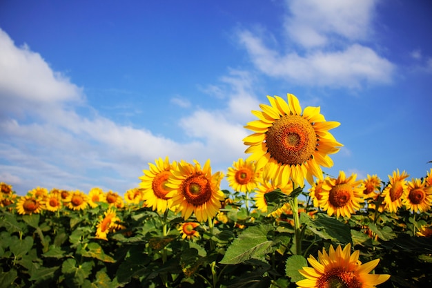 Beaux tournesols avec le ciel.