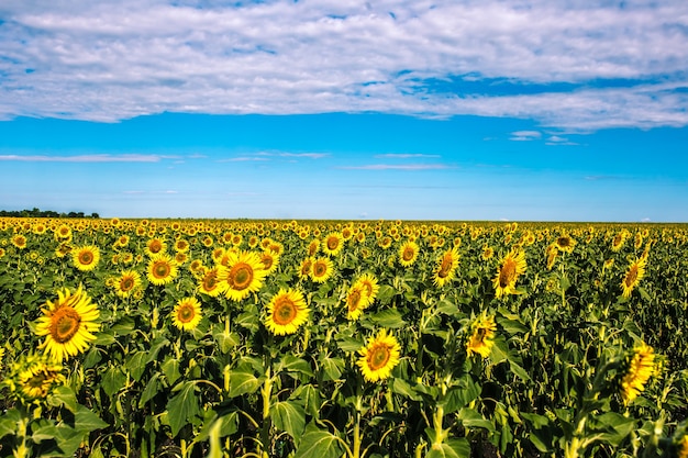 Beaux tournesols contre le ciel bleu