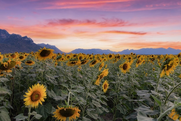 De beaux tournesols dans un champ de printemps et la plante de tournesol est une plante étendue dans un lieu de voyage Champ de tournesols de Khao Chin Lae Province de Lopburi en Thaïlande