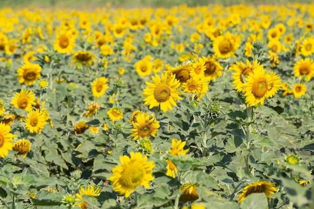 Beaux tournesols dans le champ de printemps