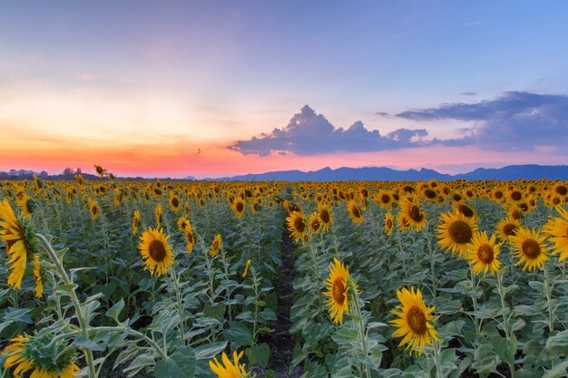 Beaux tournesols dans le champ de printemps