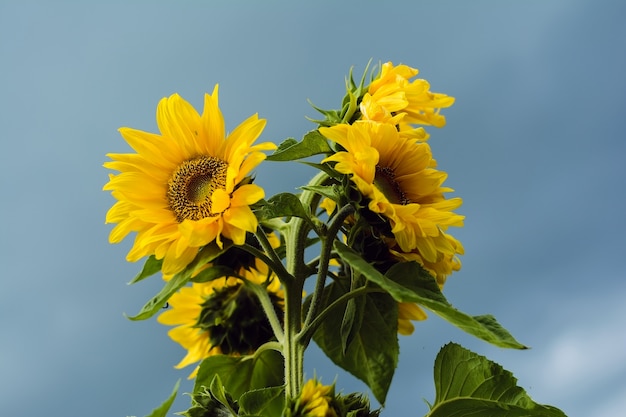 Beaux tournesols en été dans le jardin