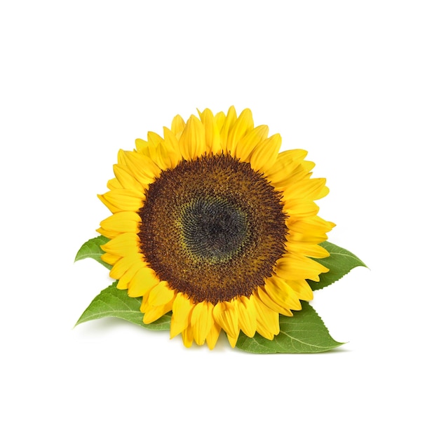 Beaux tournesols sur fond blanc