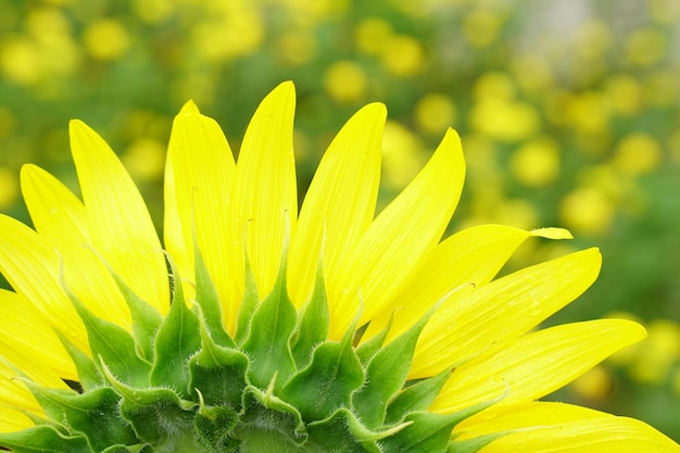 Beaux tournesols jaunes fleurissant dans le jardin