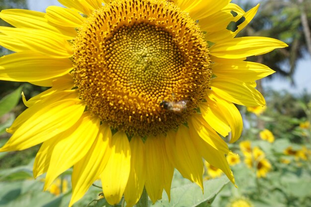 Beaux tournesols par une journée ensoleillée avec un fond naturel