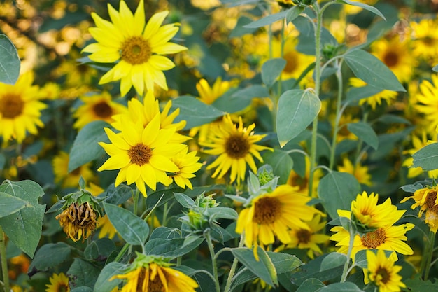 Beaux tournesols en soirée d'été ensoleillée Moment calme et tranquille dans la campagne