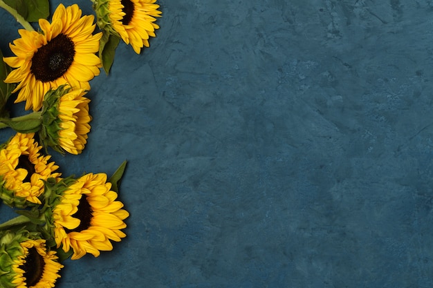 Beaux tournesols sur surface bleue