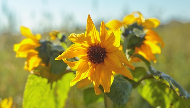 Beaux tournesols sur le terrain avec un ciel bleu clair