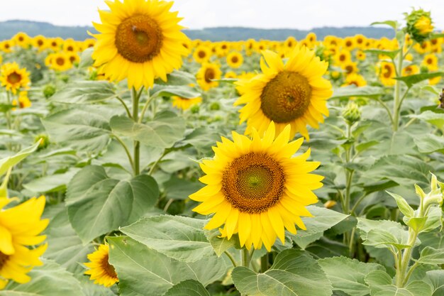 Beaux tournesols sur le terrain