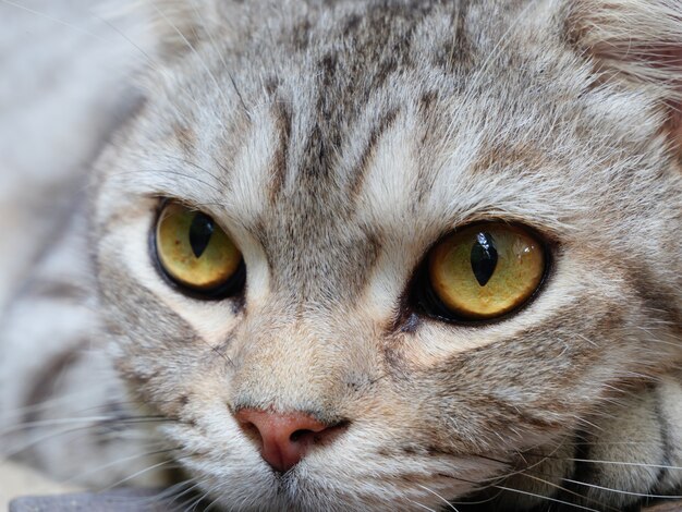 Beaux yeux jaunes de chat tigré, gros plan