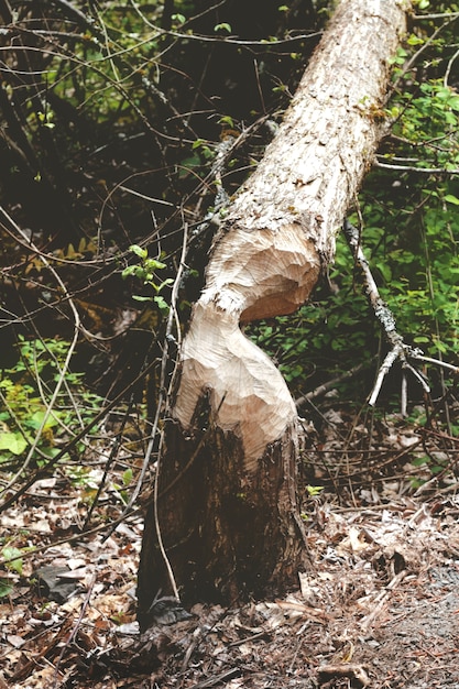 Photo beaver gnawed tree