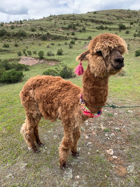 Photo le bébé alpaca dans la nature