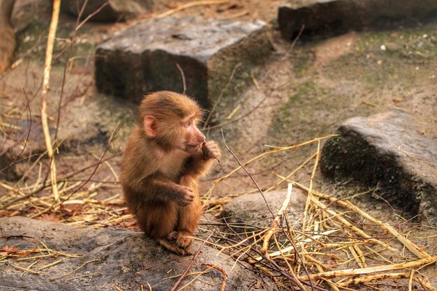 Un bébé babouin au zoo