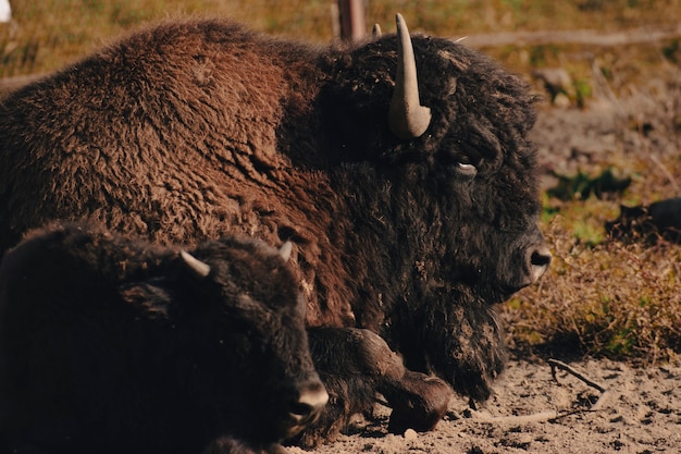 Un bébé bison et sa mère sont allongés sur le sol