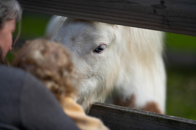 bébé blond rencontre un cheval dans une ferme