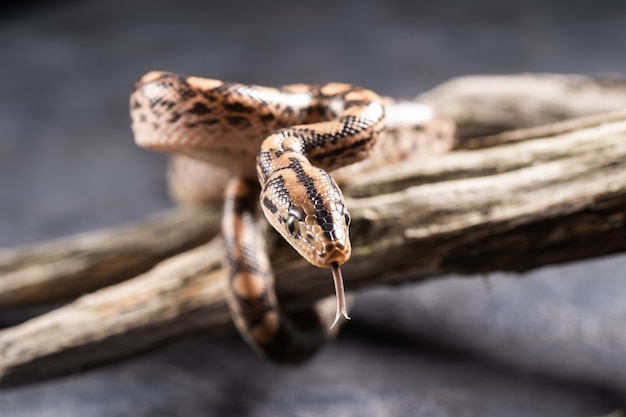 Le bébé boa constrictor a sorti sa langue