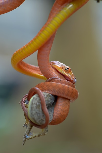 Bébé boiga rouge mangeant un lézard