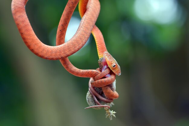 Bébé boiga rouge mangeant un lézard