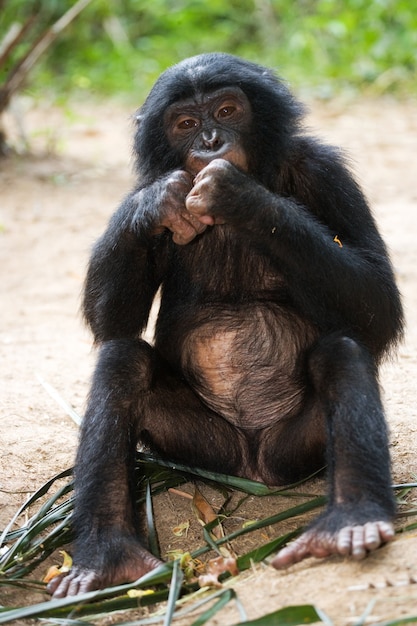 Bébé Bonobo est assis dans l'herbe. République Démocratique du Congo. Parc national de Lola Ya Bonobo.