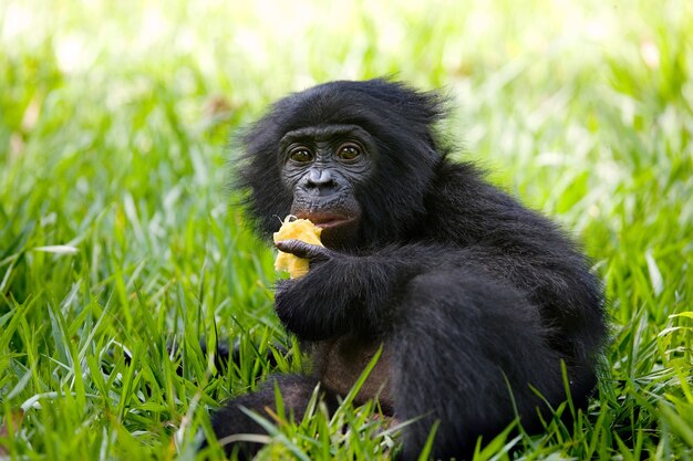 Bébé bonobo mange quelque chose. République Démocratique du Congo. Parc national de Lola Ya Bonobo.