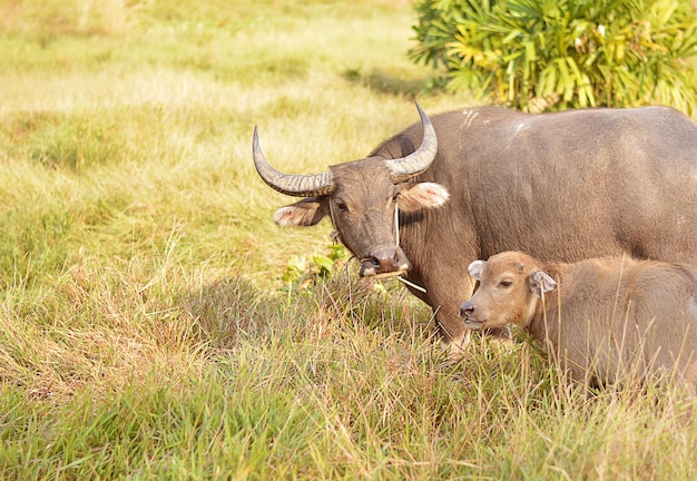 Bébé buffle et mère sur le pré