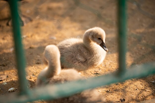 Bébé canards prenant un bain de soleil dans un parc zoologique