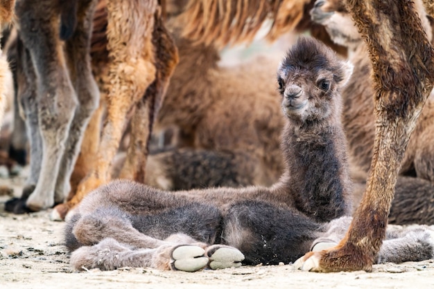 Le bébé chameau est un ongulé du genre Camelus